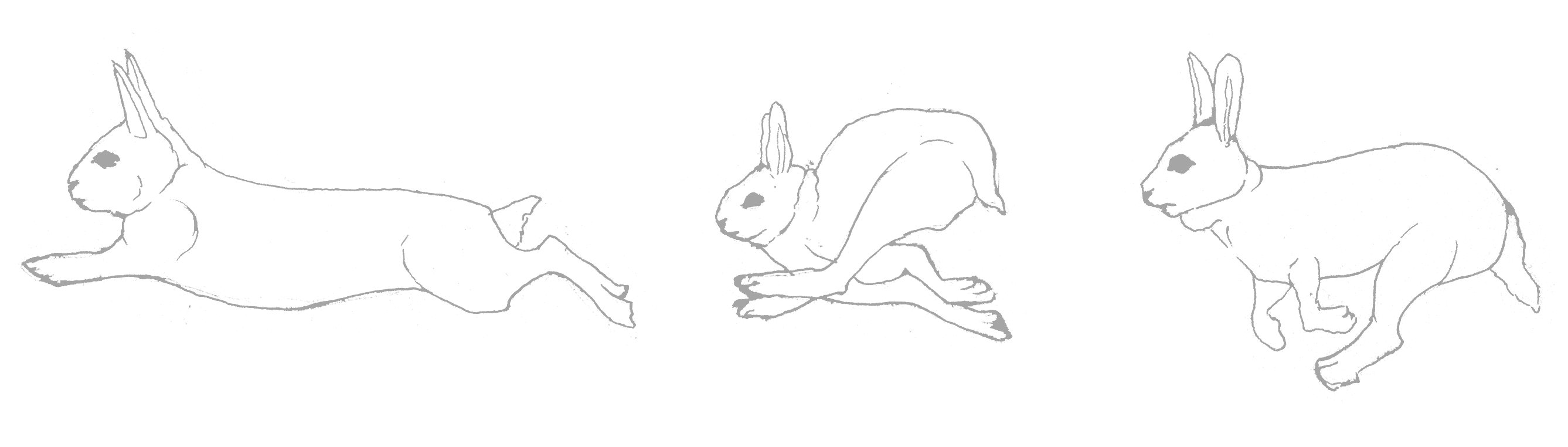fox illustration